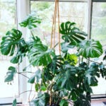 7 Best Trellis Supports for Your Houseplants featured-monstera-tee-pee