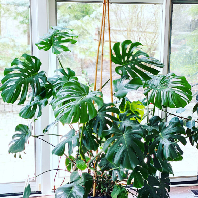7 Best Trellis Supports for Your Houseplants