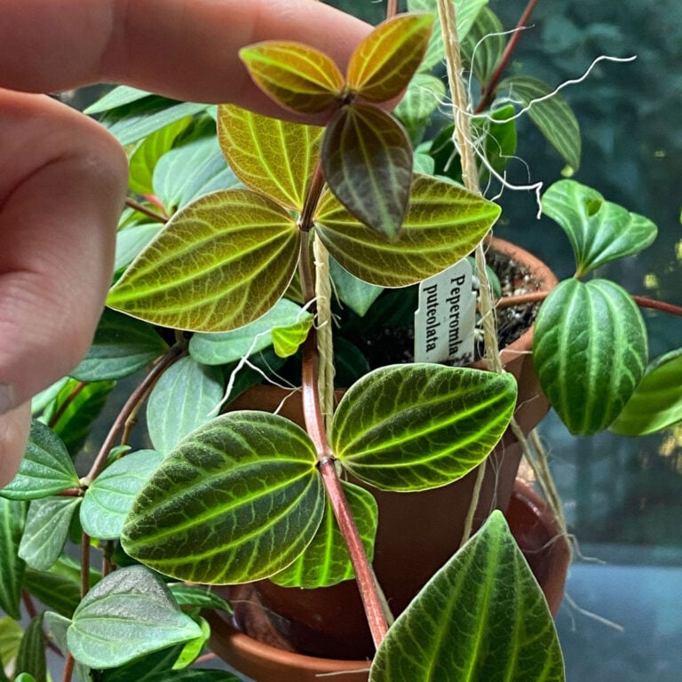 Peperomia puteolata - Make Your Parallel Peperomia Thrive