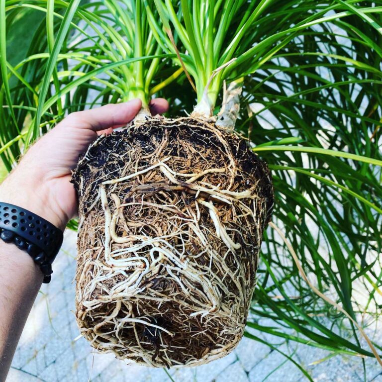 How to Repot Ponytail Palm:  3 Critical Steps (With Photos!)