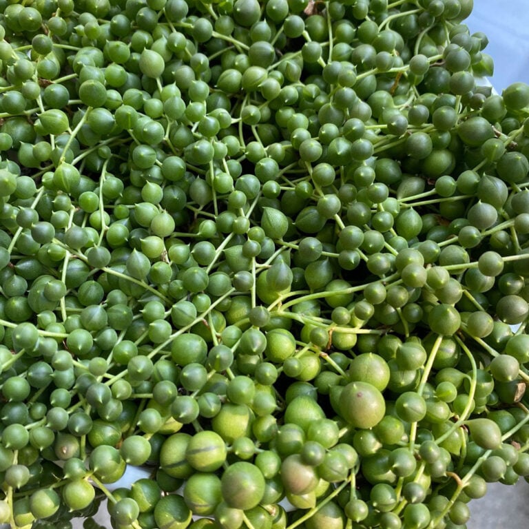 Hanging Succulents: 10 Amazing Trailing Plants You Need Now!