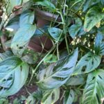 Monstera obliqua vs. adansonii: 7 Critical Differences monstera-adansonii-2