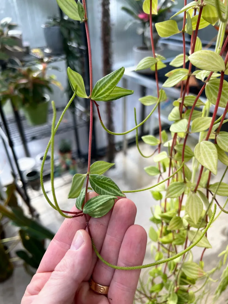 parallel-peperomia-flower