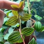 Peperomia puteolata - Make Your Parallel Peperomia Thrive peperomia-puteolata-3