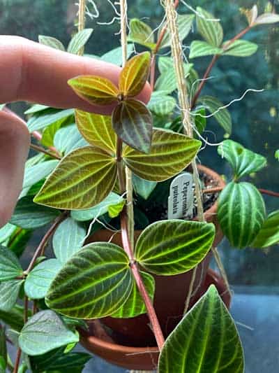 peperomia-puteolata-3