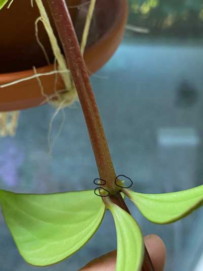 peperomia-puteolata-propagation