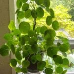 7 Best Trellis Supports for Your Houseplants pilea-peperomioides-support