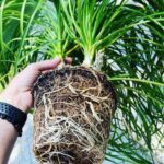 How to Repot Ponytail Palm: 3 Critical Steps (With Photos!) ponytail-repot