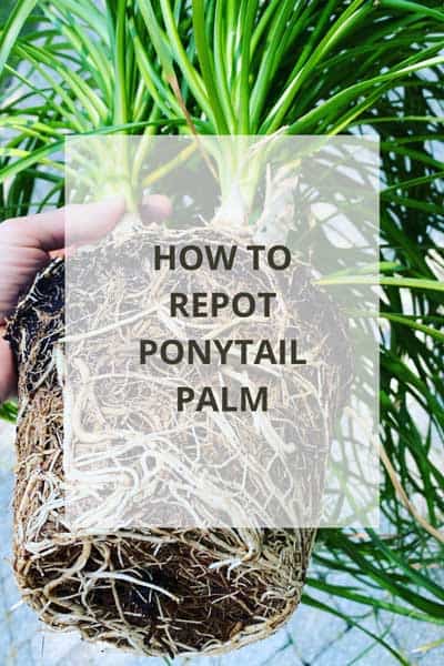repot-ponytail-palm