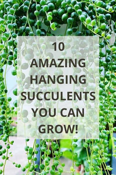hanging-succulents