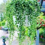 Hanging Succulents: 10 Amazing Trailing Plants You Need Now! string-of-pearls