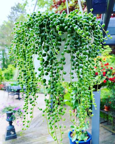 string-of-pearls