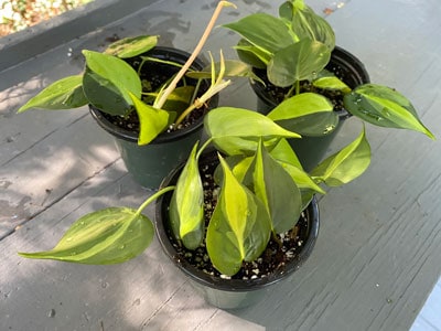 philodeondron-brazil-propagation