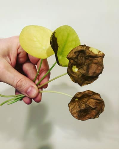pilea-yellow-leaves