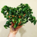 featured-hoya-compacta