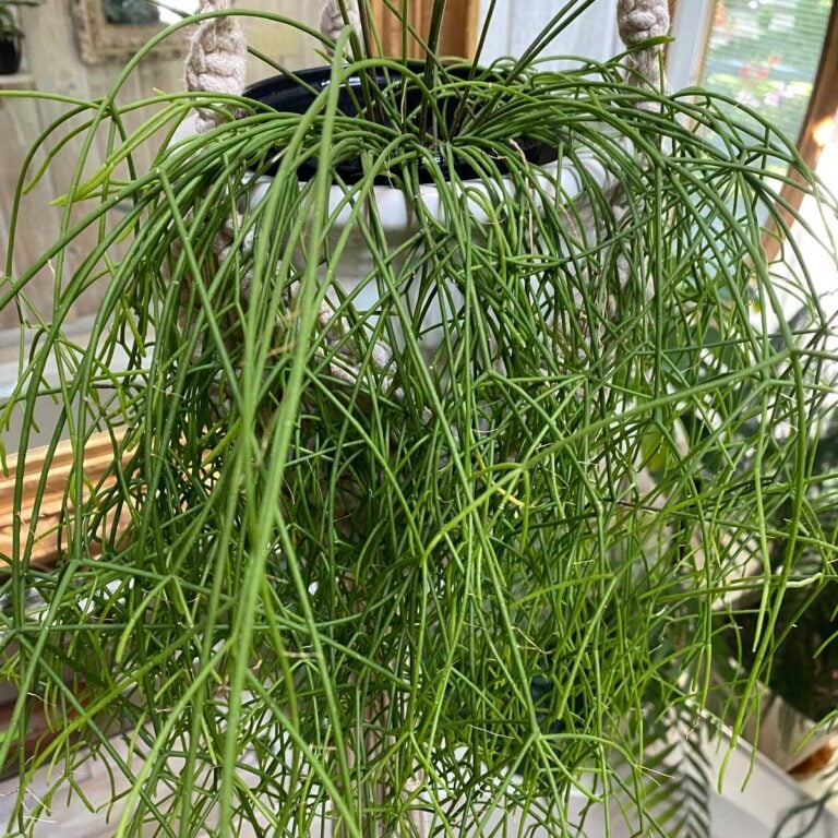 Rhipsalis campos-portoana: 7 Expert Tips on Rhipsalis Care