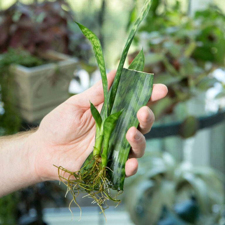 How to Grow Snake Plants in Water, Without Soil!