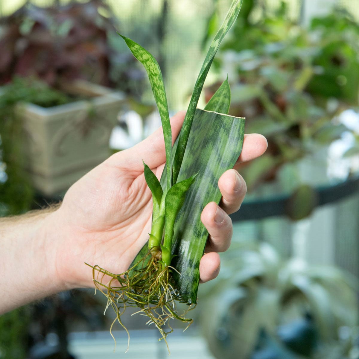 sansevieria standort und pflege Bogenhanf - pflegeleichte Zimmerpflanze, Sansevieria trifasciata Laurentii main image 1