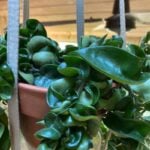 Hoya Compacta - 7 Great Growing Tips for Hindu Rope Plant HOYA-COMPACTA-HINDU-ROPE