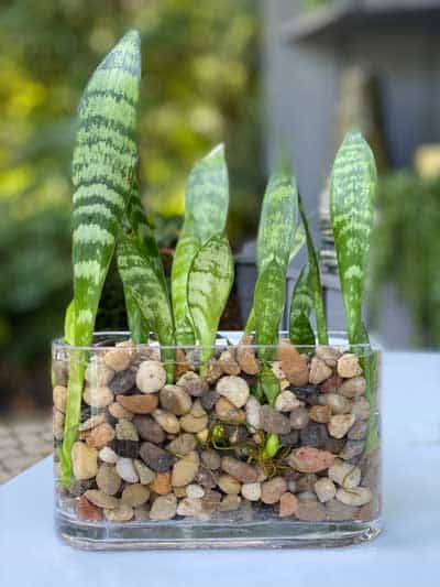 How to Grow Snake Plants in Water, Without Soil!