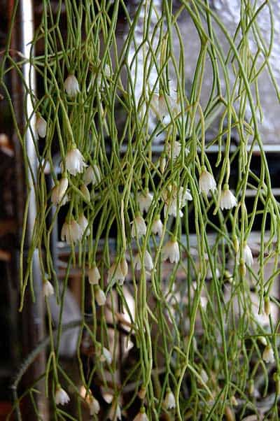 rhipsalis_campos-portoana-flower