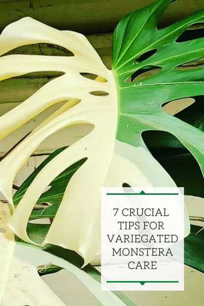 variegated-monstera-care