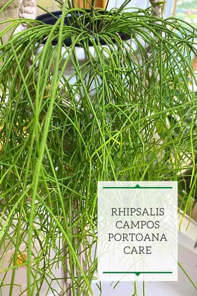 rhipsalis-campos-portoana