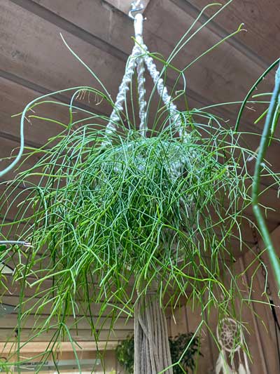 rhipsalis-campos-portoana