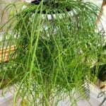 Rhipsalis campos-portoana: 7 Expert Tips on Rhipsalis Care rhipsalis-campos-portoana