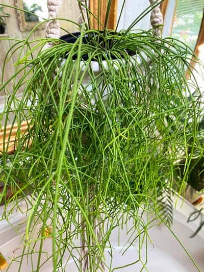 rhipsalis-campos-portoana