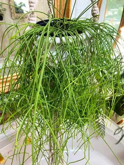 rhipsalis-campos-portoana