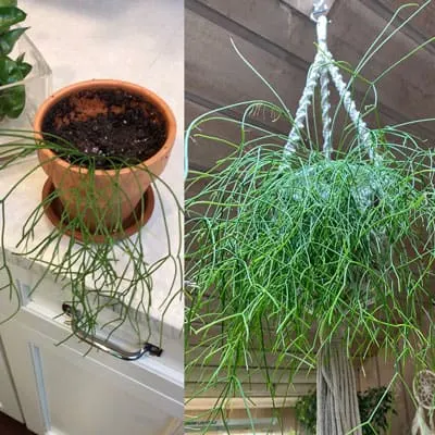 propagate-rhipsalis