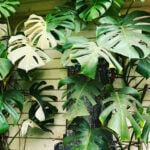 featuerd-variegated-monstera
