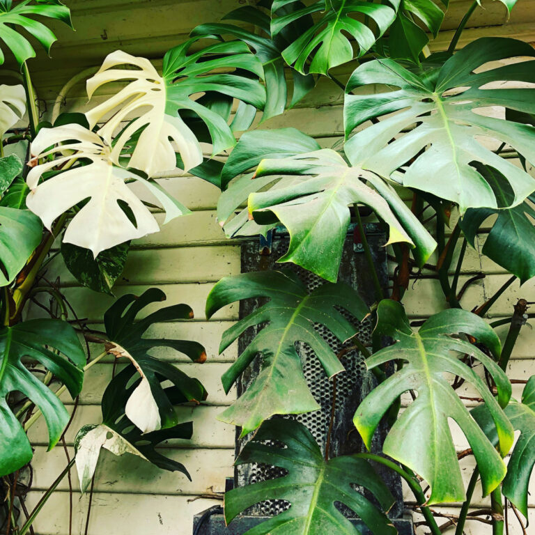 Variegated Monstera: 7 Crucial Care Tips for Thriving Plants