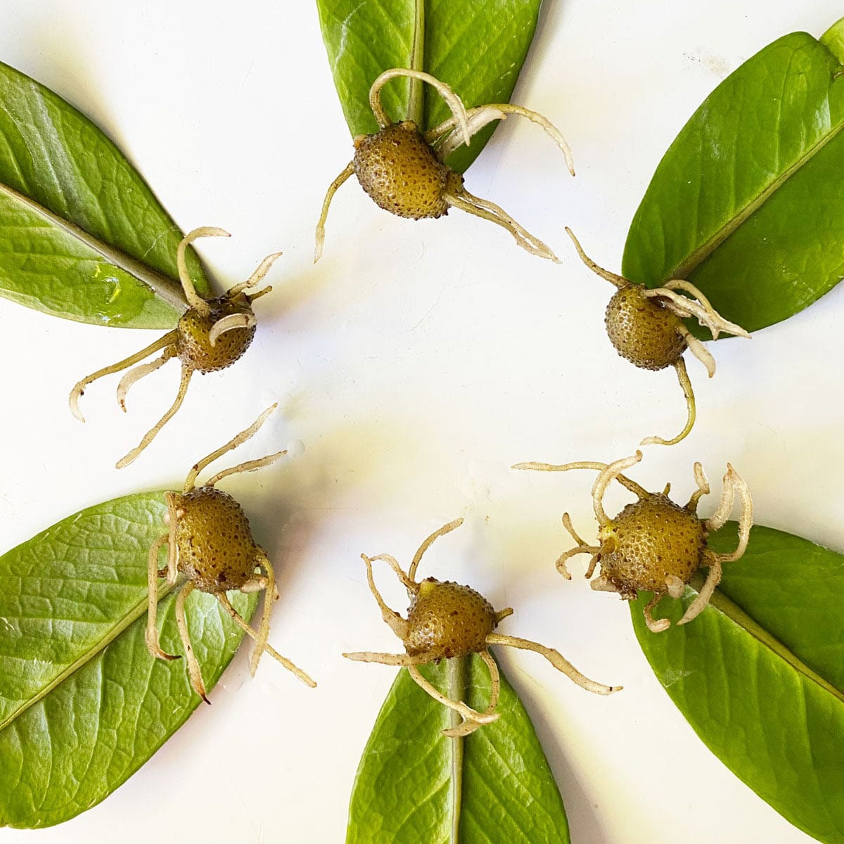 ZZ Plant Leaf Propagation: 2 Easy Water & Soil Methods