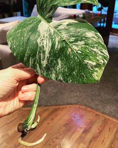 variegated-monstera-cutting