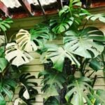 Variegated Monstera: 7 Crucial Care Tips for Thriving Plants variegated-monstera-deliciosa