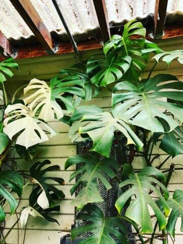 variegated-monstera-deliciosa