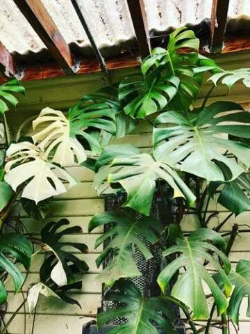 variegated-monstera-deliciosa