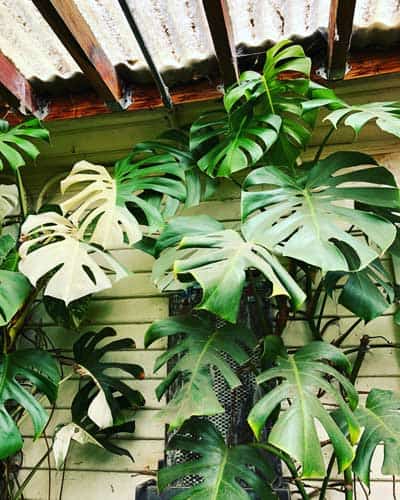 Thai Constellation Monstera - Live Plant in A 4 inch Nursery Pot - Monstera Deliciosa 'Thai Constellation' - Extremely Rare Indoor Houseplant