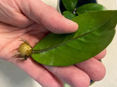 zz-plant-leaf-propagation