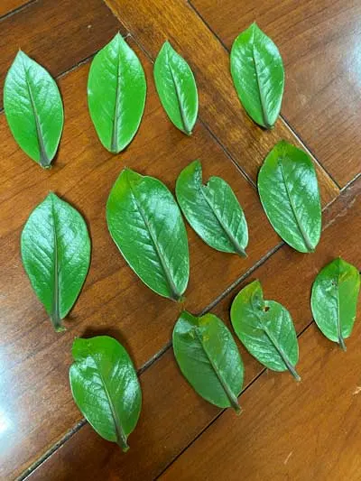 zz-plant-leaf-propagation