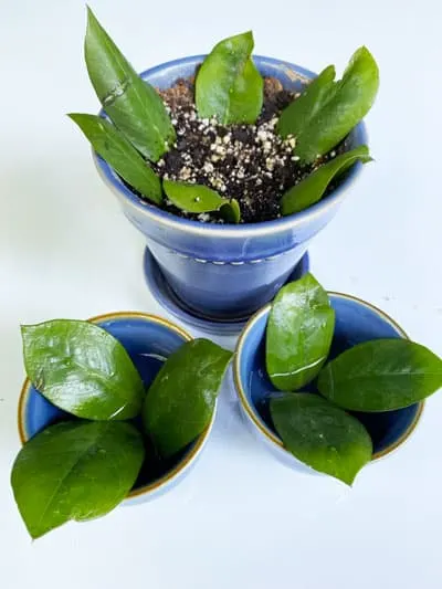 zz-plant-leaf-propagation