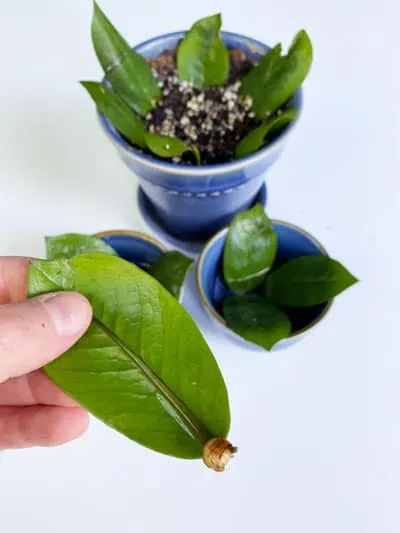 zz-plant-leaf-propagation