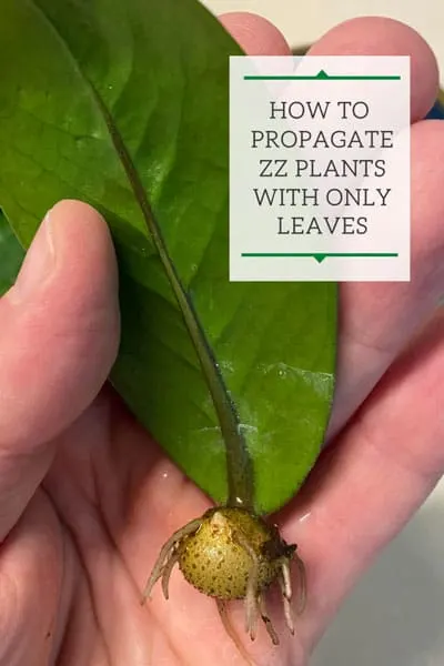 ZZ Plant Leaf Propagation: 2 Easy Water & Soil Methods