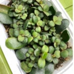 featured-jade-leaf-cuttings