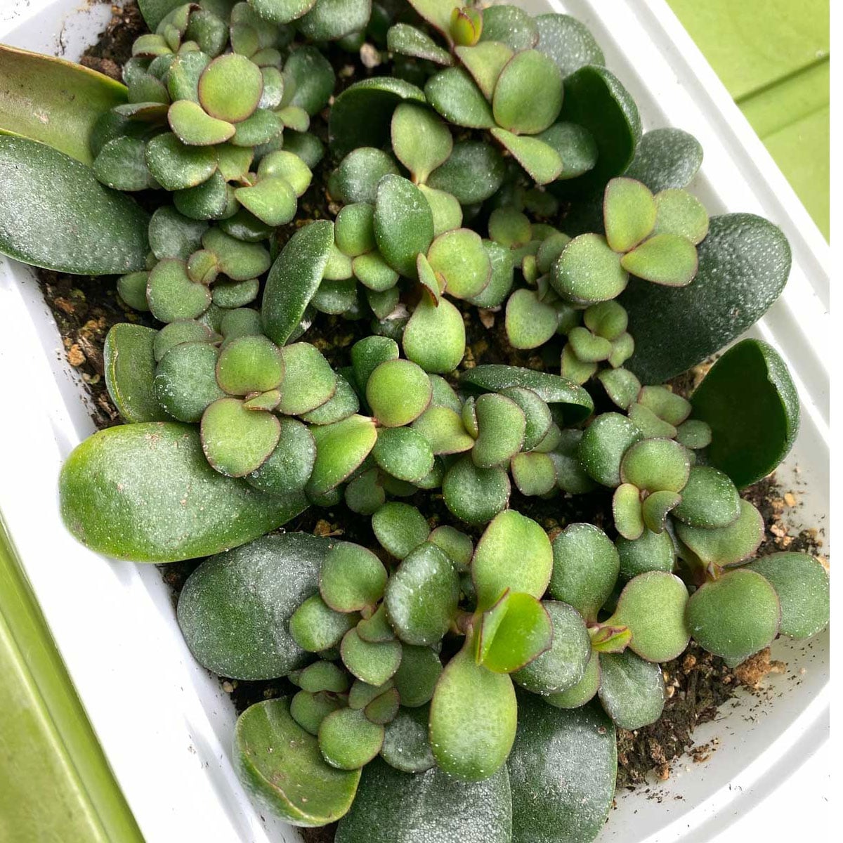 Jade Plant Leaf Propagation: 1 Lazy and Effective Method