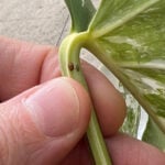 featured-scale-on-monstera