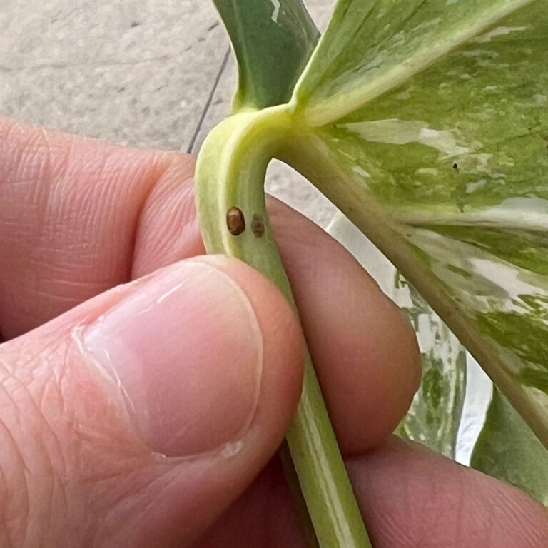 Scale on Houseplants:  5 Effective Steps to Eliminate Them