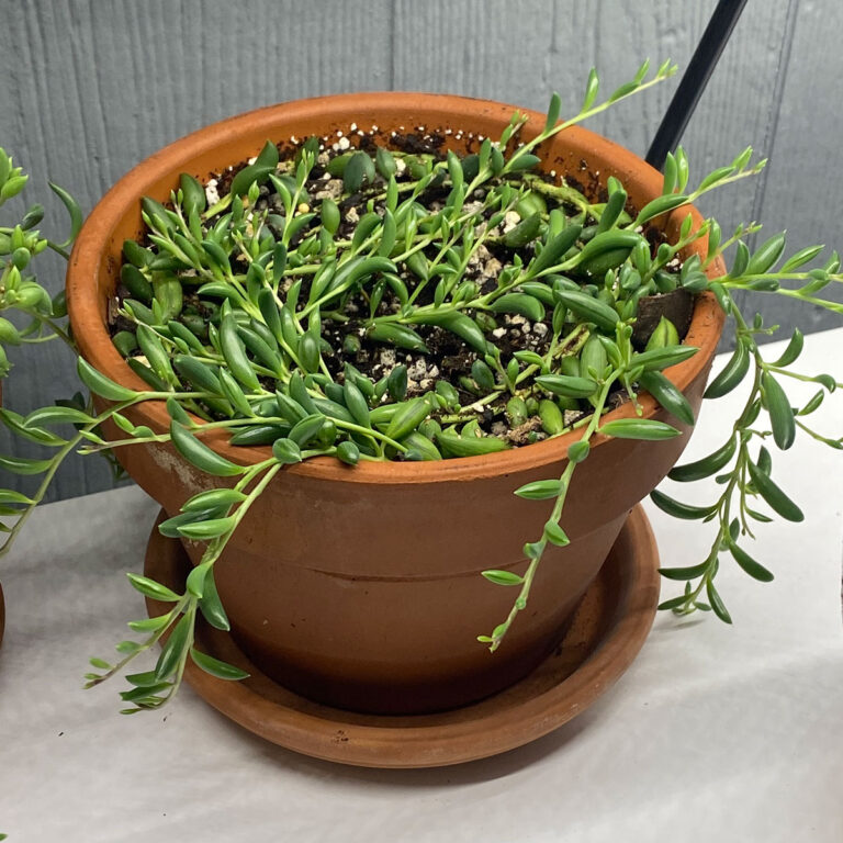 String of Bananas Soil Propagation:  2 Quick & Easy Methods!